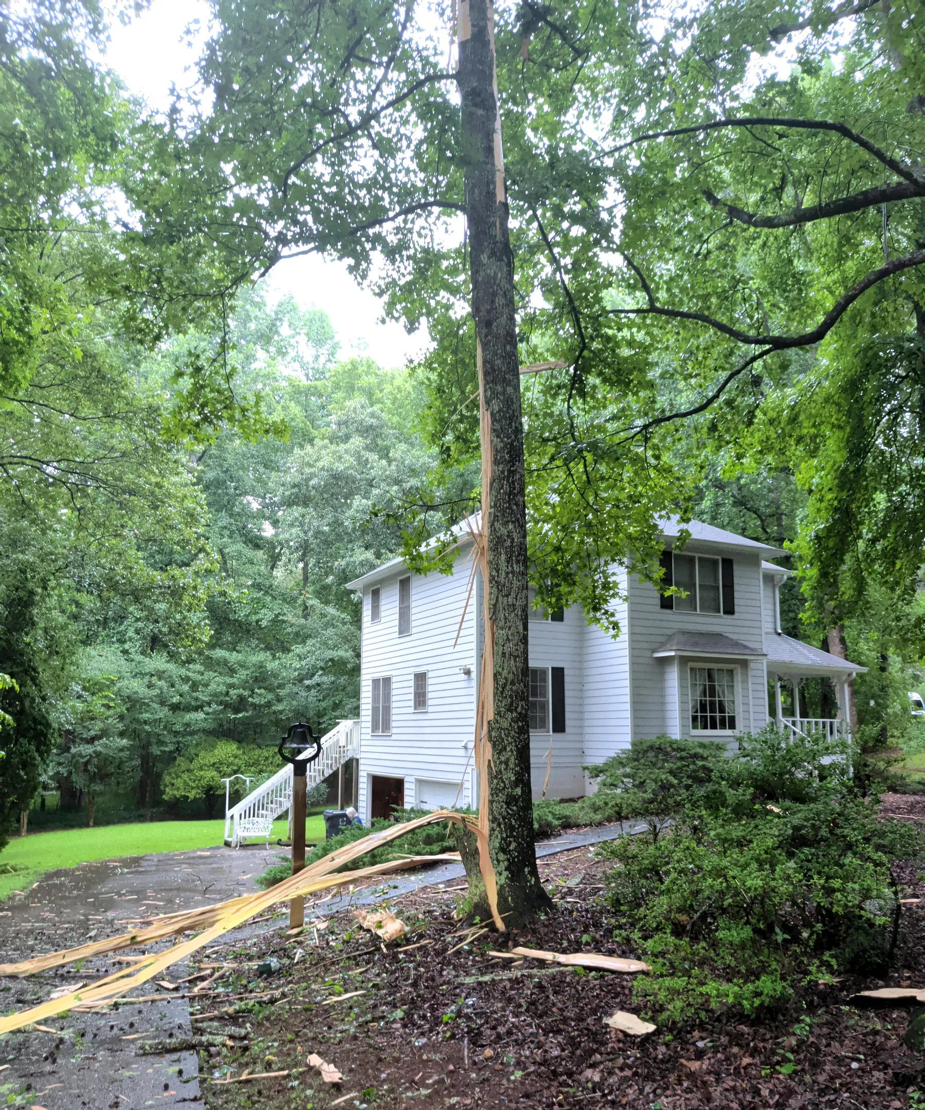 Large tree coming down safely beside a Woodstock home